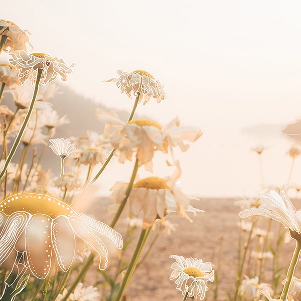 Beautiful flowers in sunshine, caring by nature